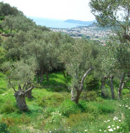 Olive groves of old trees with semi-natural understorey are an important type of high nature value farmland.