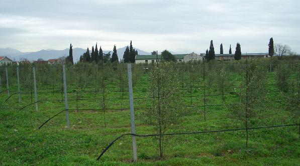 Intensive olive growing - 1ha with Arbequina variety planted in 2006 in