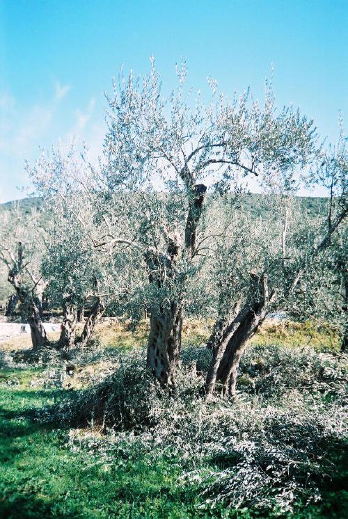 Agricultural measures In general the majority of olive groves in Montenegro need regenerative pruning and
