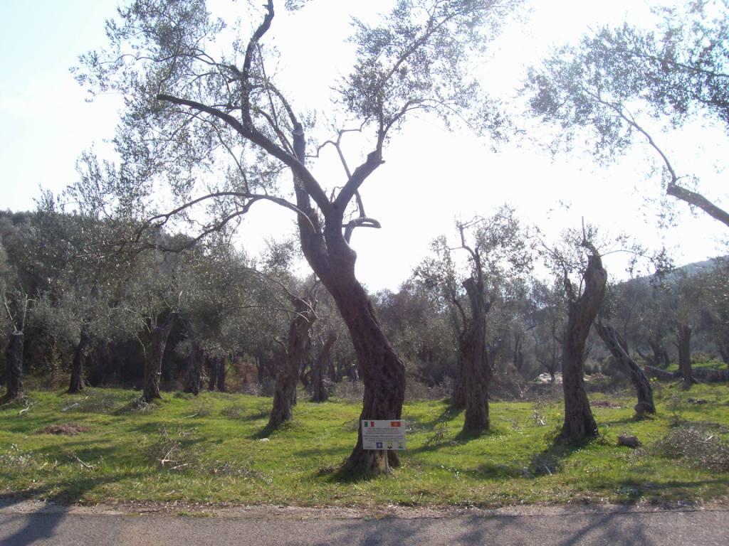 of olive groves