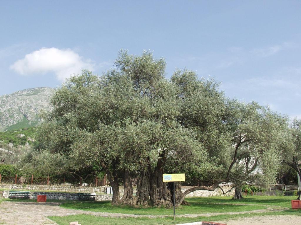 Olive cultivation has a long tradition in Montenegro Proof of its long history is found in groves thousands