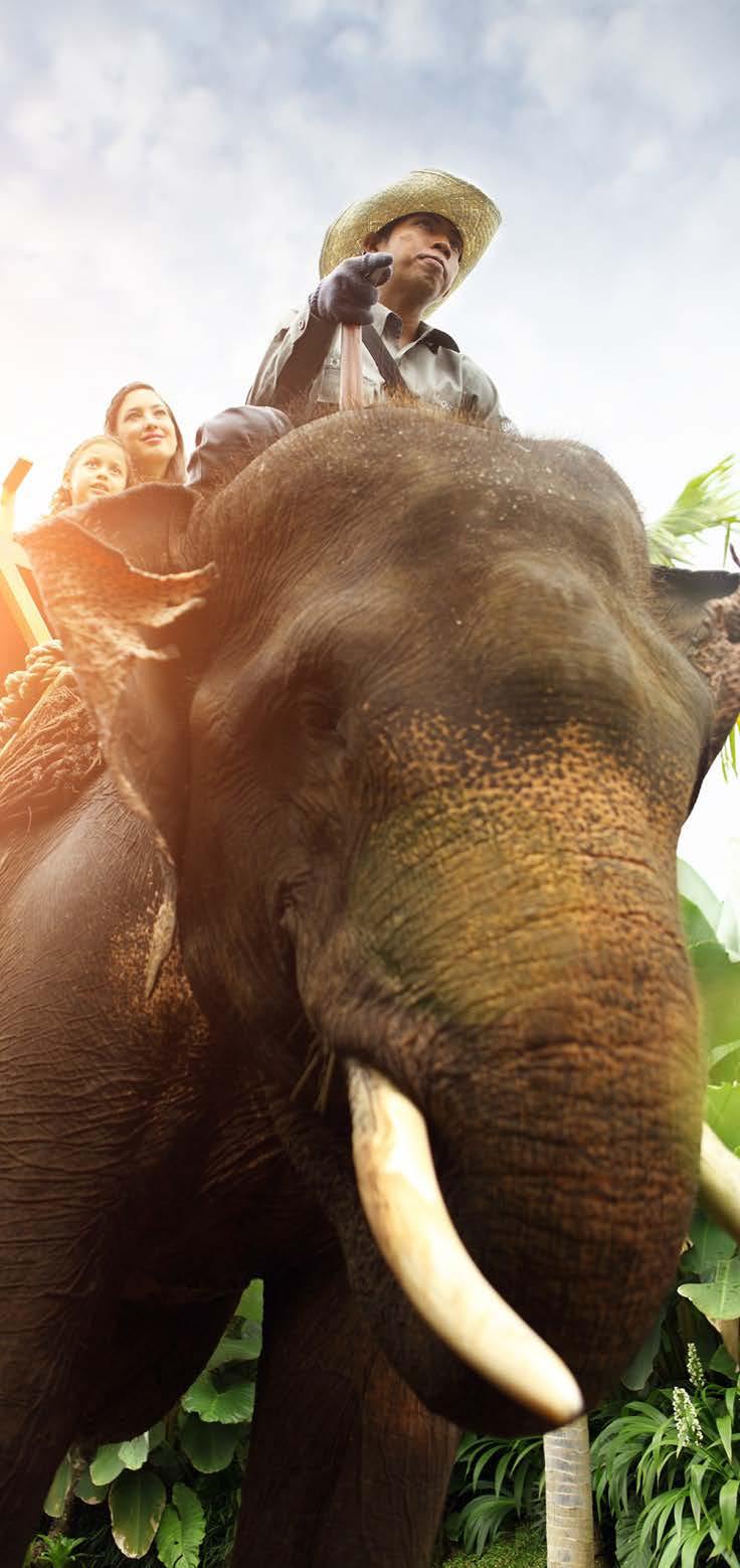 EXCURSION PREBOOKING LIST _02 Nature Larger than Life JUNGLE DISCOVERY WITH ELEPHANTS_½ day For an experience you'll certainly never forget, climb up onto the back of an elephant where you can enjoy