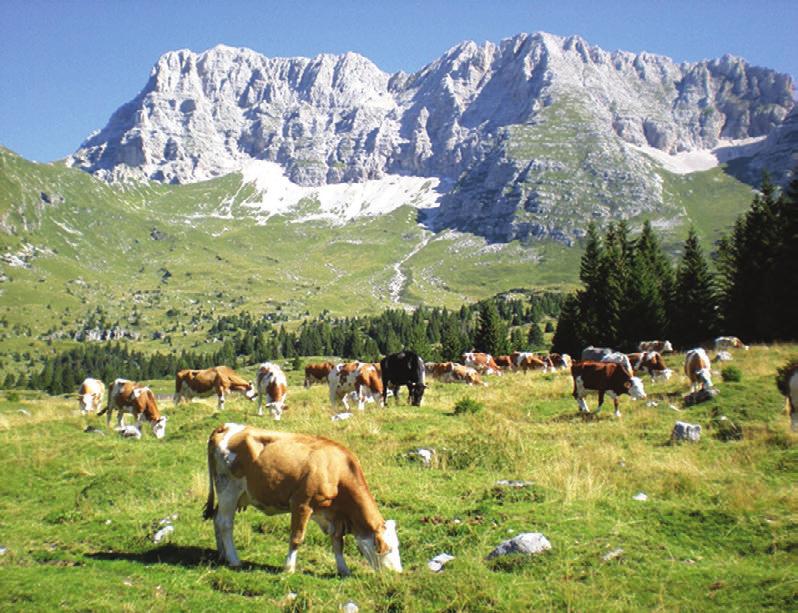 30 Spectacular drive to Malga Montasio, a high altitude summer cattle station (at 1,700m) where visitors can enjoy artisan cheese and Alpine specialties. 10.