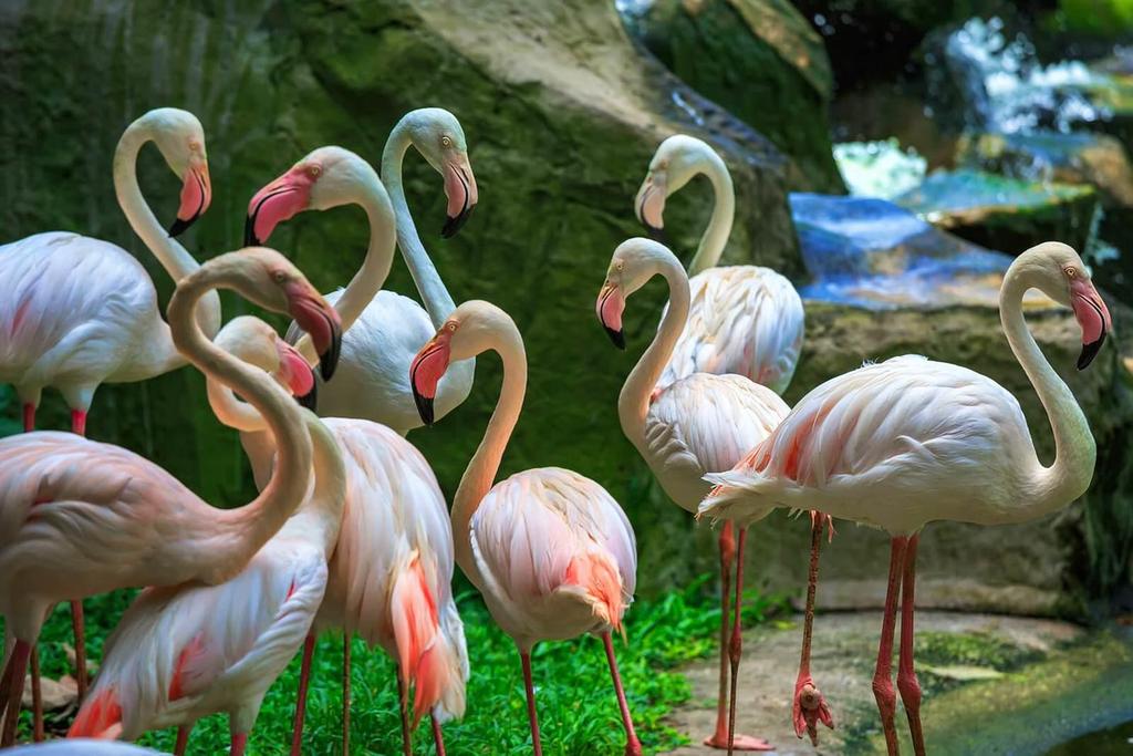 Picture 3 Located in the serene and scenic famous Lake Gardens, the KL Bird park is also well known