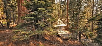 Issue 115 - page 2 On the Congress trail near the Generals Highway-HDR Ancient sequoia groves that grow only on the western slopes of California s Sierra Nevada Range are not as tall as California s