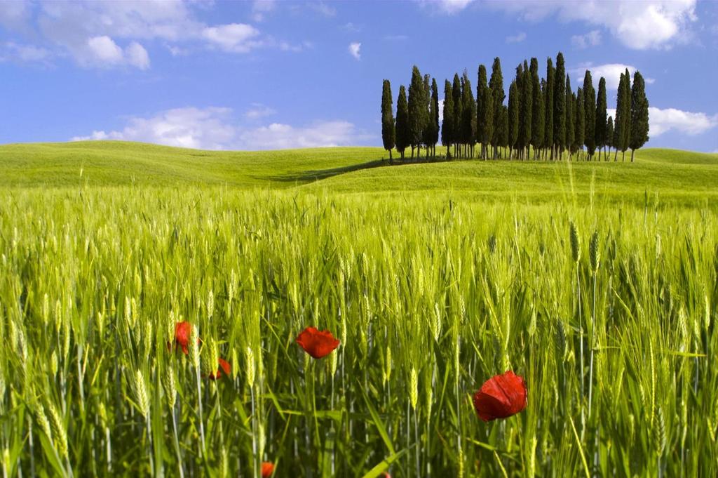 tasteandslowitaly.com 8 days 7 nights TOUR UTOPIA ROAD THE BEST OF TUSCANY Did you know that Italy is the country with the highest number of places included in the UNESCO World Heritage List?