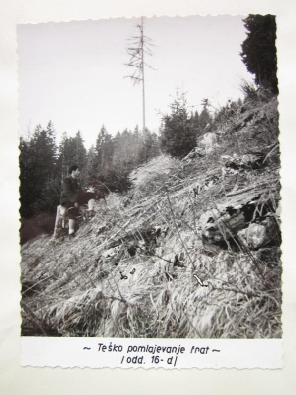 13 Slika 4: Na J strani je bilo na golosečnih površinah oteženo pomlajevanje (levo), mlajši umetno osnovani sestoji smreke se po večini niso negovali (desno) - okoli leta 1957 