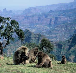 Tuesday, January 6: Simien National Park The Simiens are Africa s highest mountain range, with a dozen peaks exceeding 14,000 feet in height, and we have a full day to explore this stunning region.