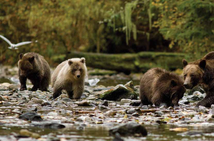 Knight Inlet Lodge - Premier grizzly bear viewing Jamie Scarrow KNIGHT INLET LODGE From 3 days/2 nights From $1649 per person twin share* Departs daily ex Campbell River from 29 May-16 October 3D/2N^
