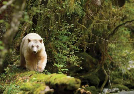SPIRIT BEARS BRITISH COLUMBIA The spirit bear, an unusual resident of the Great Bear Rainforest Shutterstock Bear viewing by boat Great Bear Nature Tours