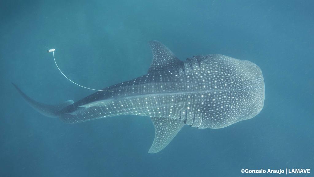 We conducted a total of 51 surveys aboard tourist and survey boats, with a mean duration of 3:00 hrs (± 39 min SD). There was a mean encounter rate of 3.1 (± 2.2 SD) whale sharks per trip.