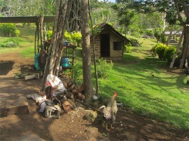 mere-sauwia Village homestay Mere is a small inland village set in a conservation area