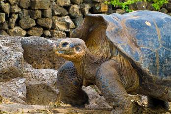 One of the main attractions are the National Park information center, the Van Straelen Exhibition Hall, the Breeding and Rearing Center for young tortoises and adult Galapagos tortoises in captivity.