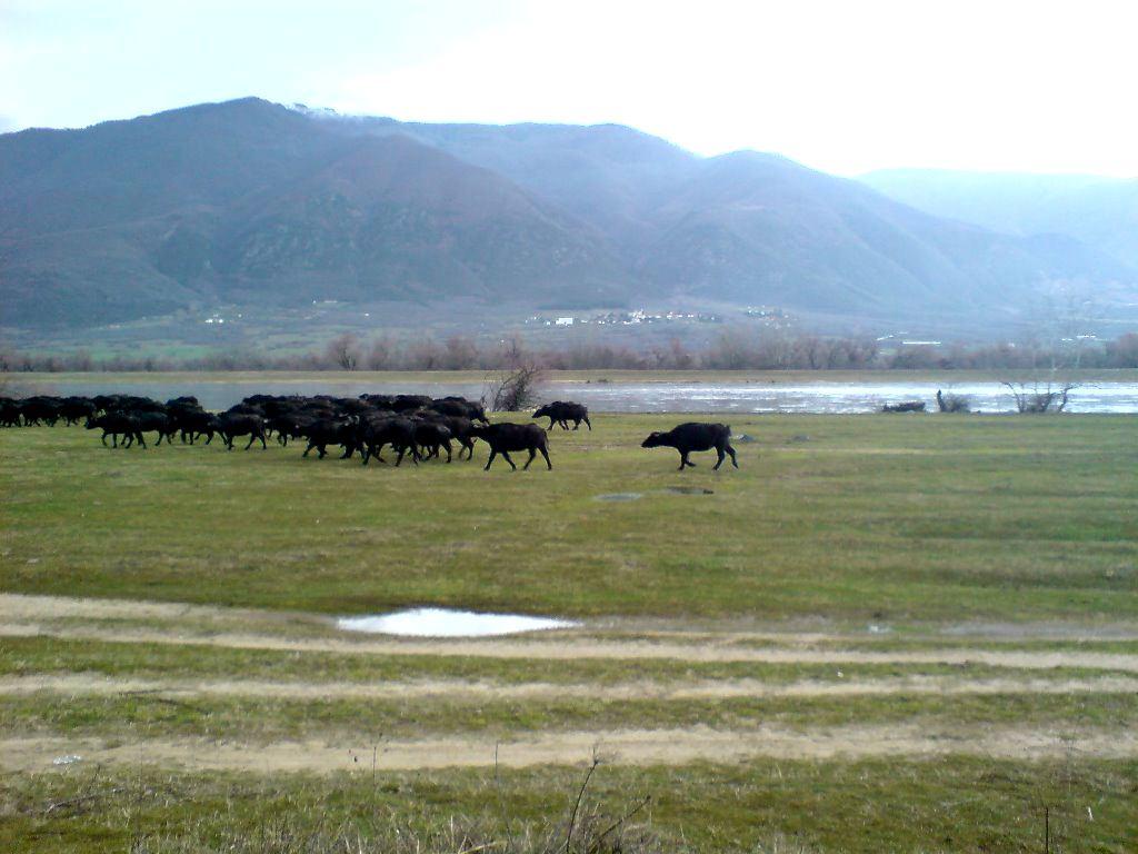 2. A NETWORK OF BUSINESSES SURROUNDING THE LAKE KERKINI NATIONAL PARK A SPECIAL AGRI AND ECO TOURISM DESTINATION OF HIGH QUALITY The Lake Kerkini National Park, in Macedonia, Northern Greece, was