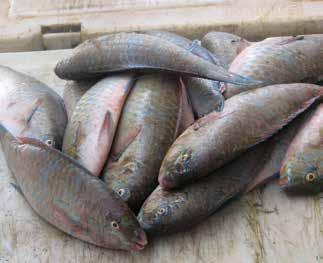 24 ZA S M V KUHINJI Pomen rib v zdravi prehrani Urška Blaznik Ribe so vir biološko visoko vrednih beljakovin, maščob, mineralov in vitaminov.
