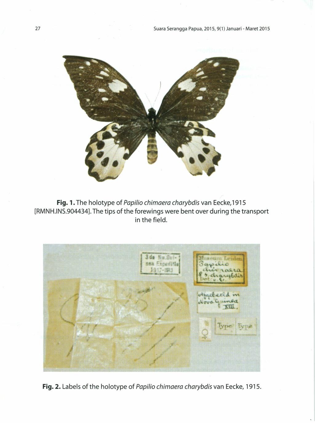 27 Suara Serangga Papua, 2015, 9(1) Januari - Maret 2015 Fig. 1. The holotype of Papi/io chimaera charybdis van Eecke,1915 [RMNH.lNS.904434].