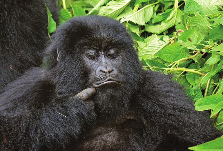 Gorilla Safaris Uganda Safari 9 Days Take a journey through the Pearl of Africa
