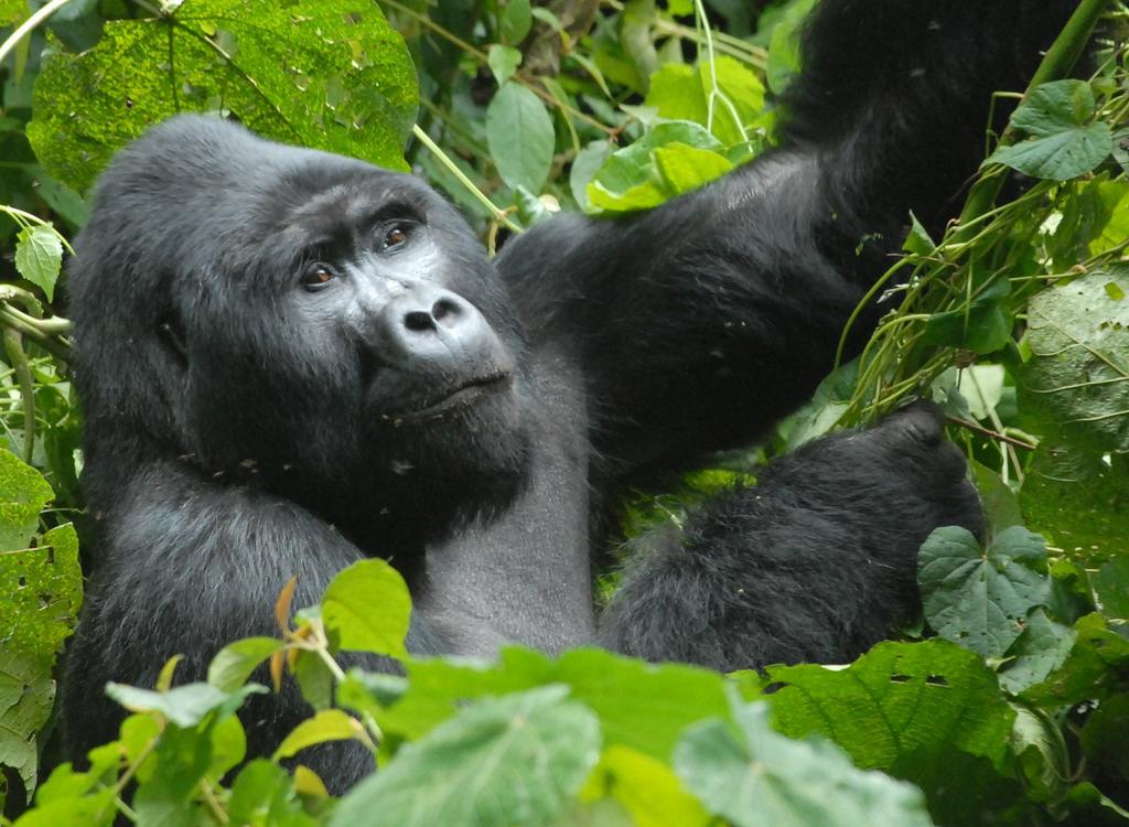 Luxury: Gorilla Safari Lodge Midrange: Gorilla Safari Lodge Budget: Gorilla Safari Lodge DAY 6:GORILLA TREKKING It is this long waited date when you will come across the critically endangered