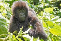 Trekking times may vary from as little as one hour to as long as six hours, if the gorillas are roaming a particularly remote corner of the mountains.