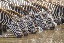 ! 6/15/18 Friday Serengeti National Park The Serengeti, Tanzania's second largest national park, covers nearly 6,000 square miles of grassland plains, savannah, kopjes, hills, woodlands, and riverine