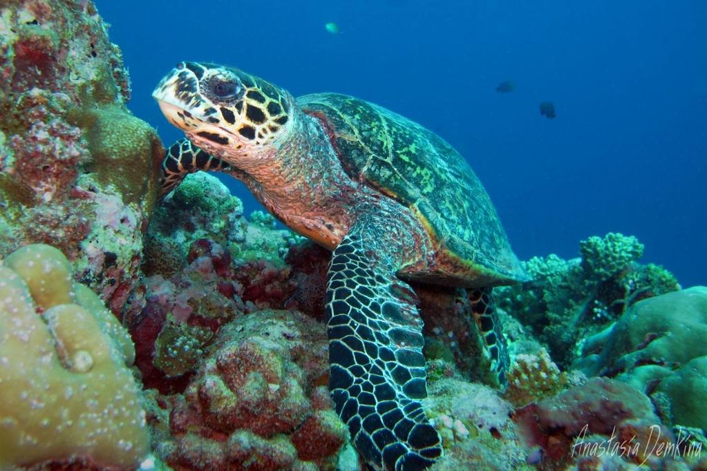 Ari Atoll is known for its stunning underwater fauna and