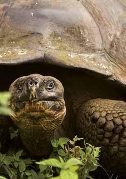 CRUISING Galapagos Tortoise viewing Shutterstock ULTIMATE 8 days/7 nights From $8909 per person twin share Departs ex Baltra Experience the unique diversity of the Galapagos Islands on a luxurious