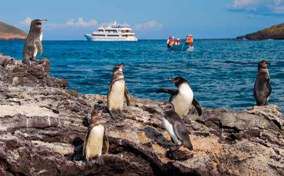 Galapagos. Comfortable and private, the 8 spacious suites all afford amazing views through panoramic windows, and are equipped with private bathrooms, air conditioning and in-suite televisions.