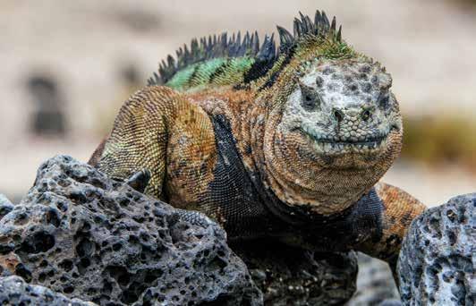 SPLENDOUR 8, 7 or 6 days From $4928 per person twin share Departs ex Baltra or San Cristobal The islands of the Galapagos brim with unique species of wildlife and superb scenery.