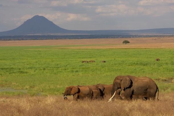 TARANGIRE NATIONAL PARK Tarangire National Park (2, 800 km 2 / 1,000 miles 2 ) is centered on the Tarangire River, the most important water source in this eastern part of the Great Rift Valley, and