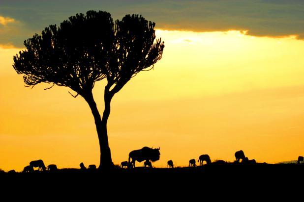 From July to October the Mara becomes a backdrop for one of the last great natural wonders of the world, when 1.