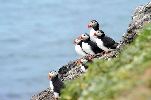 You will then reach the small and remote island of Grimsey. This is the kingdom of birds such as guillemots and puffins. Its volcanic rock forms splendid basaltic columns in certain areas.