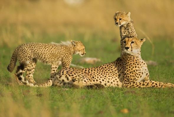 Tour Itinerary Botswana's Kalahari Desert Cheetah The northern regions of the Kalahari are blessed with higher rainfall than the drier south which results in tracts of mature woodlands of Purple-pod