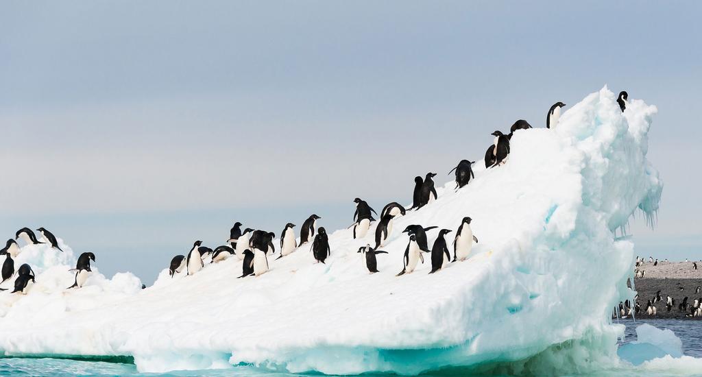ANTARCTIC EXPLORER $ 7899 PER PERSON TWIN SHARE THAT S % 34 OFF TYPICALLY $11999 ANTARCTICA BUENOS AIRES SANTIAGO PATAGONIA FALKLAND ISLANDS THE OFFER Prepare for an adventure like no other with this