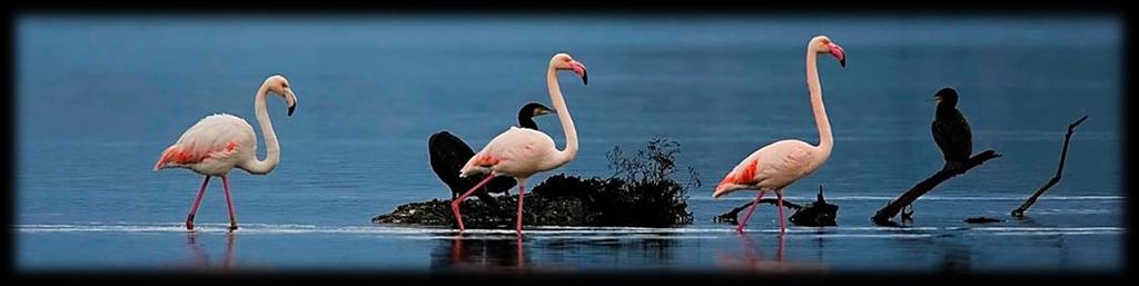Camargue s emblematic Flamant Rose Photo Andrea Bonetti Comfortable H o t e l s a n d S u p e r i o r g u e s t h o u s e s Carefully-selected accommodation based on knowing