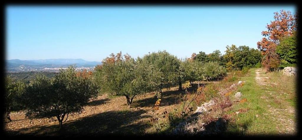 The ubiquitous olive groves A c c e s s & Departure How to get to Alès Due to the popularity of Nimes, the options for