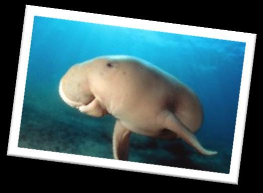 Dugong Emergency Protection Project Second Quarter 2012 Conservation Calendar A few important dates to diarize: Dia De Mergulho: 27 & 29 September Arranged by Odyssea Dive to promote awareness of the