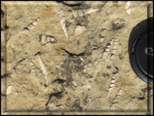 U dijelu koji smo uspjeli vidjeti prevladavali su pješčenjaci s brojnim eocenskim foraminiferama (Sl. 3.