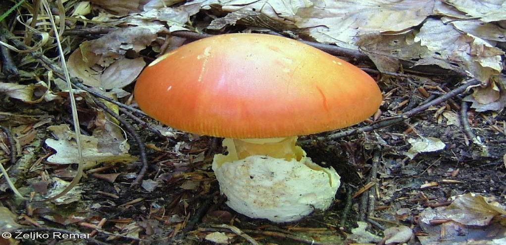 Lišajevi ĉine posebnu skupinu gljiva jer ţive u posebnoj simbiontskoj zajednici s cijanobakterijama i/ili algama. U Hrvatskoj je ukupno poznato 1.019 vrsta lišajeva.