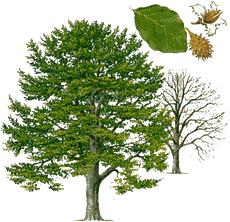 NAVADNA BUKEV (Fagus sylvatica) Je eno izmed najbolj razširjenih dreves v naših gozdovih. Njen deleţ je prib. 29-odstoten (www.gozd-les.com/slovenski-gozdovi/drevesa/lipa).