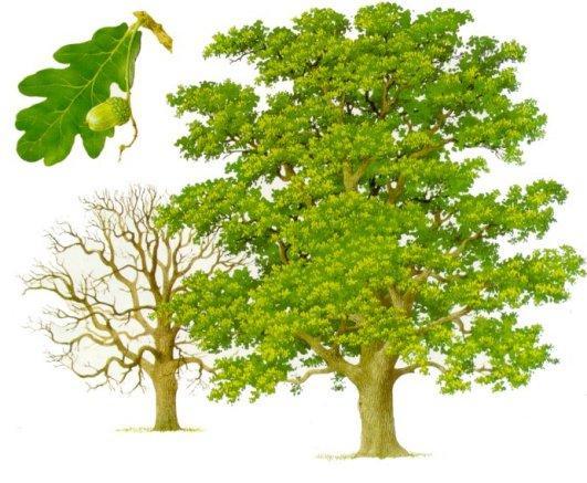 HRAST DOB (Quercus robur) Je do 40 m visoko in do 2,5 m debelo listopadno drevo z nepravilno, močno razvejano krošnjo ter močnimi vejami. Spada v druţino bukovk (Fagaceae).