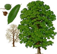 PRAVI KOSTANJ (Castanea sativa) Pravi oz. domači kostanj je do 35 m visoko in do 3 m debelo listopadno drevo z mogočno in s široko krošnjo. Spada v druţino bukovk (Fagaceae).