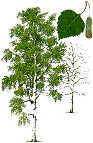 BREZA (Betula pendula) Breza je do 30 m visoko in do 0,6 m debelo listopadno drevo. Spada v druţino brezovk (Betulaceae). Ima ozko in redko stoţčasto krošnjo, ki je po navadi nepravilne oblike.