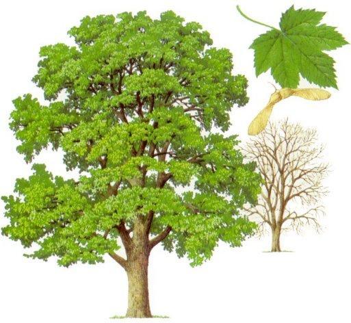 GORSKI JAVOR (Acer pseudoplatanus) Je do 40 m visoko in do 2 m debelo listopadno drevo. Spada v druţino javorovk (Aceraceae).