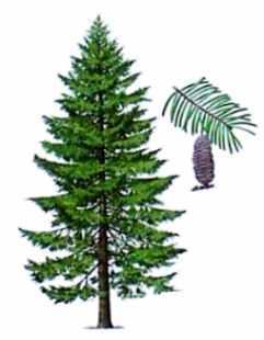 NAVADNA JELKA (Abies alba) Navadna jelka je do 50 m visoko in do 2 m debelo vedno zeleno drevo. Spada v druţino borovk (Pinaceae).