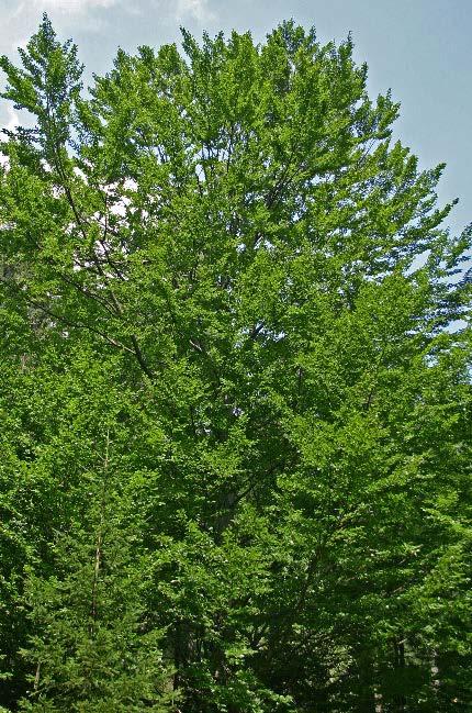 Poročilo o spremljanju stanja gozdov za leto 2016 BUKEV Fagus sylvatica 15
