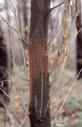 Na drugem mestu po pogostosti je bila za vzrok osutosti krošnje navedena splošna kategorija glive (bolezni) in sicer na 6,2 % dreves (v letu 2015 7,5 %).
