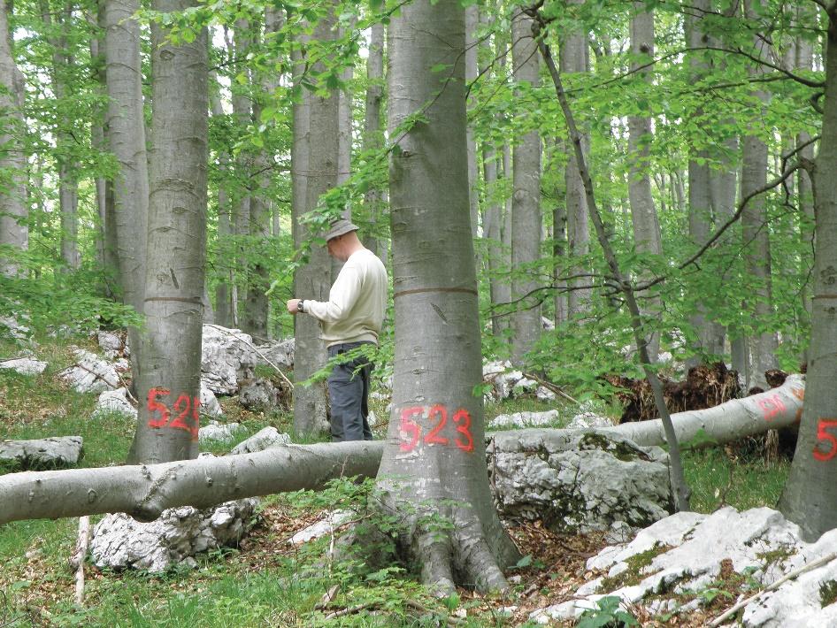 Na vseh desetih ploskvah intenzivnega spremljanja stanja gozdov smo ročne dendrometre namestili leta 2009 na skupno 229 dreves.