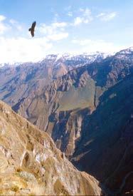 Day 02 Colca CanyonYou will journey to the village of Yura and the Aguada Blanca y Pampa Breakfast. Cañahuas National Reserve, a natural habitat for alpacas and vicuñas.
