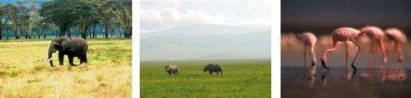 Ngorongoro Crater itself is but a small portion of the 3,200-square-mile Ngorongoro Conservation Area, a World Heritage site that is characterized by a highland plateau with volcanic mountains as