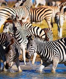 ...43 Mokolodi Nature Reserve... 49 Eastern Botswana...50 Francistown.... 50 Makgadikgadi & Nxai Pans....54 Makgadikgadi Pans National Park...55 Nxai Pans National Park...57 Chobe National Park.